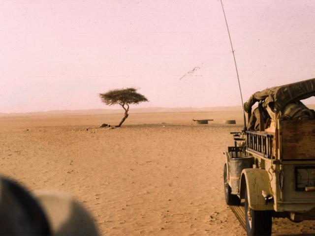 L'arbre de vie Bahre&iuml;n , l'arbre le plus isol&eacute; de la Terre.